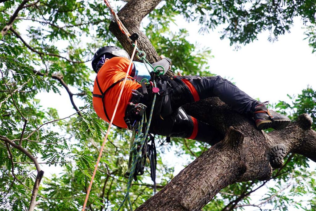 tree surgery wigan, lancashire